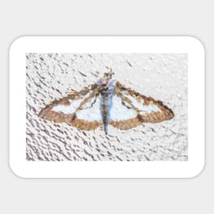 Moth Sticker